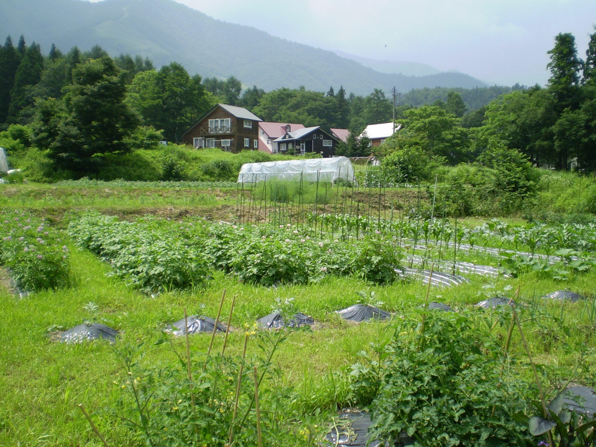 ペンション ちゃうちゃう Bed & Breakfast ฮาคุบะ ภายนอก รูปภาพ